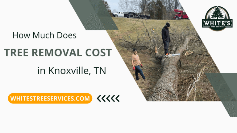 How Much Does Tree Removal Cost in Knoxville, TN?