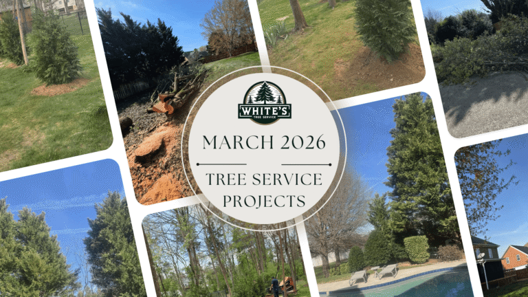 March 2026 : Tree Service Projects in Knoxville & East Tennessee