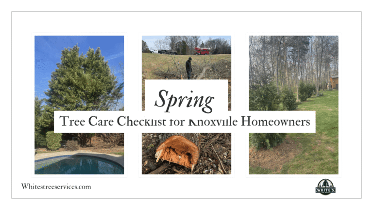 Spring Tree Care Checklist for Knoxville Homeowners: What to Do Before Storm Season