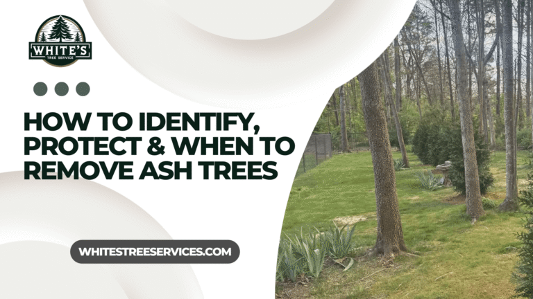 Emerald Ash Borer in Knoxville
