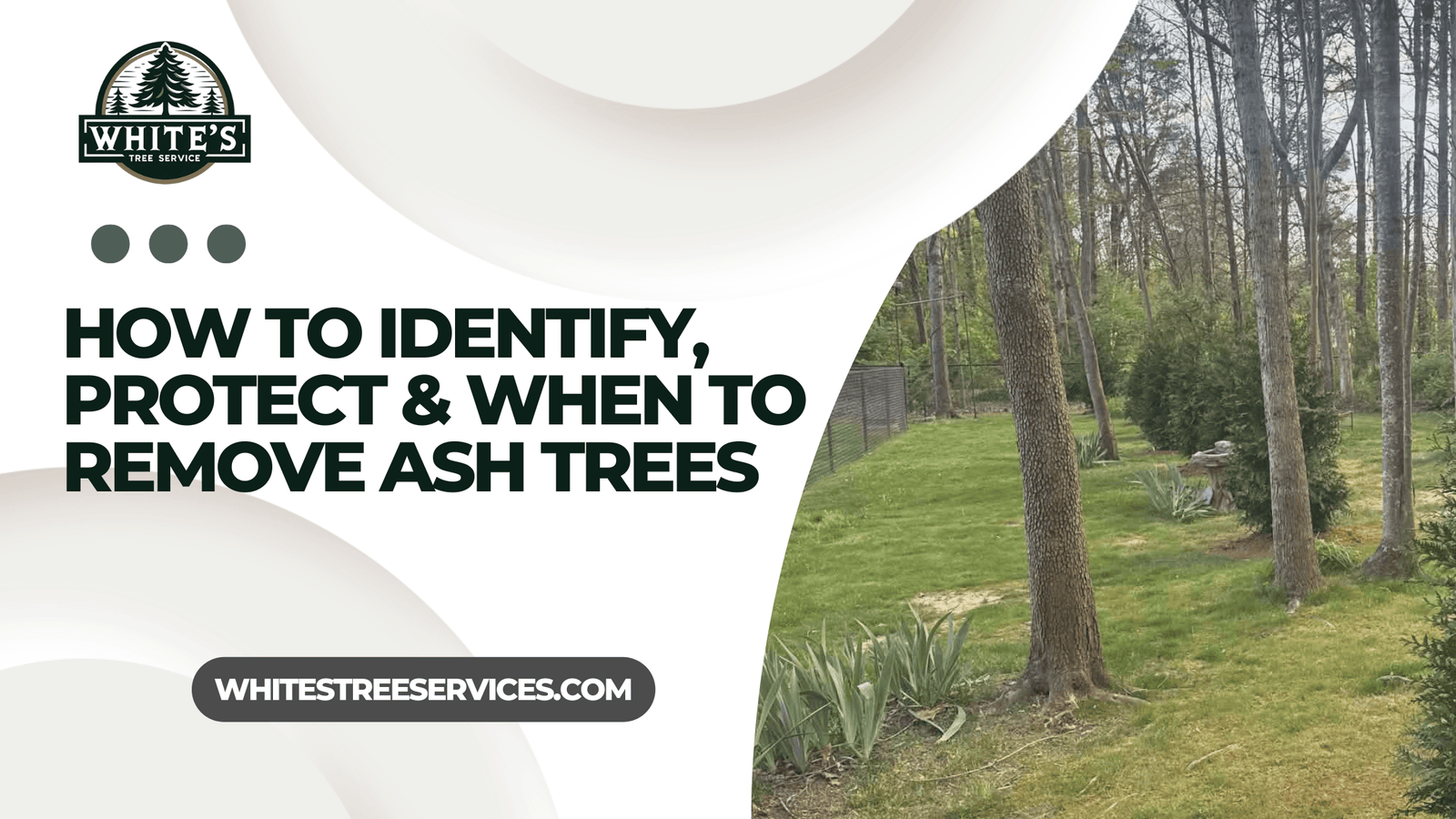 Emerald Ash Borer in Knoxville