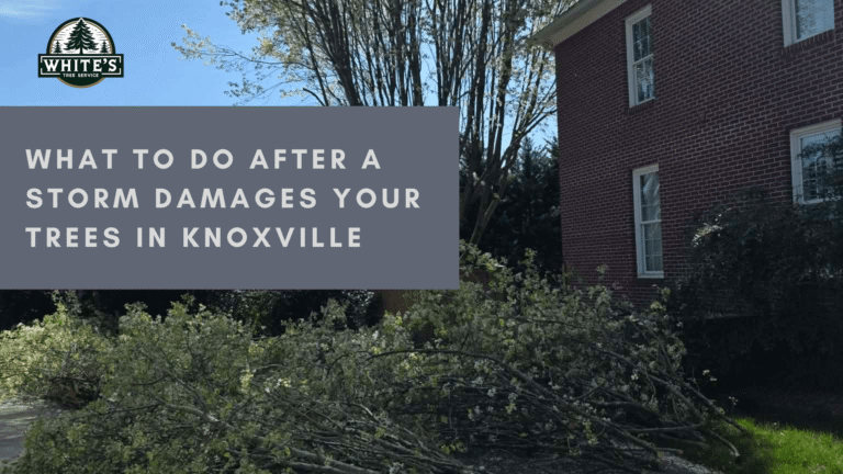 What to Do After a Storm Damages Your Trees in Knoxville (Emergency Guide)