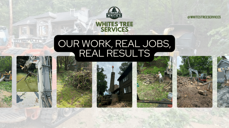 Tree Service Knoxville TN – Our Work, Real Jobs, Real Results