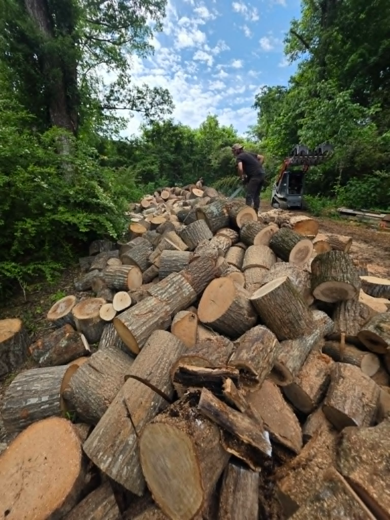 Crew member standing on massive pile of cut hardwood logs after large tree removal job – White's Tree Service Knoxville TN