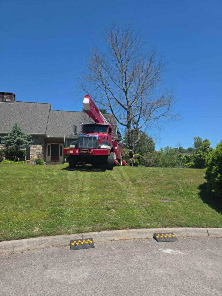 Red bucket truck positioned beside dead leafless tree at residential stone home for tree removal – White's Tree Service Knoxville TN