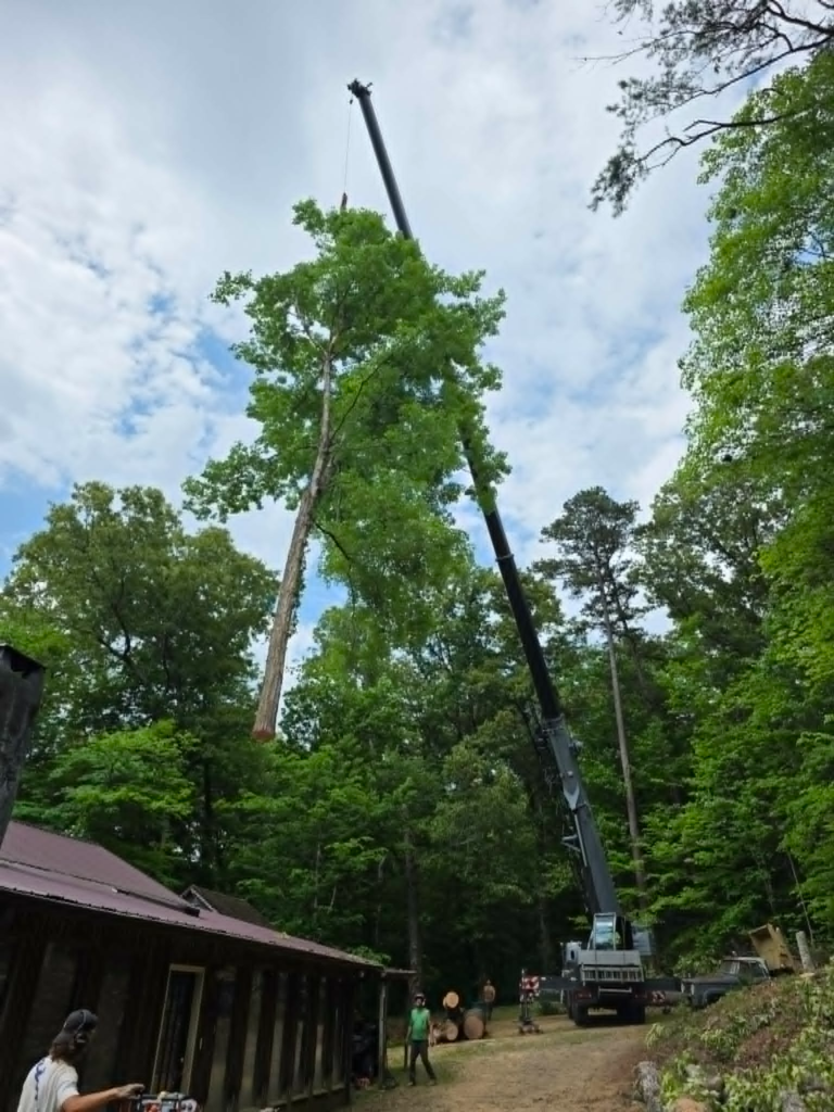 Large crane lifting a tall tree section completely above the surrounding forest canopy during hazardous tree removal – White's Tree Service Knoxville TN