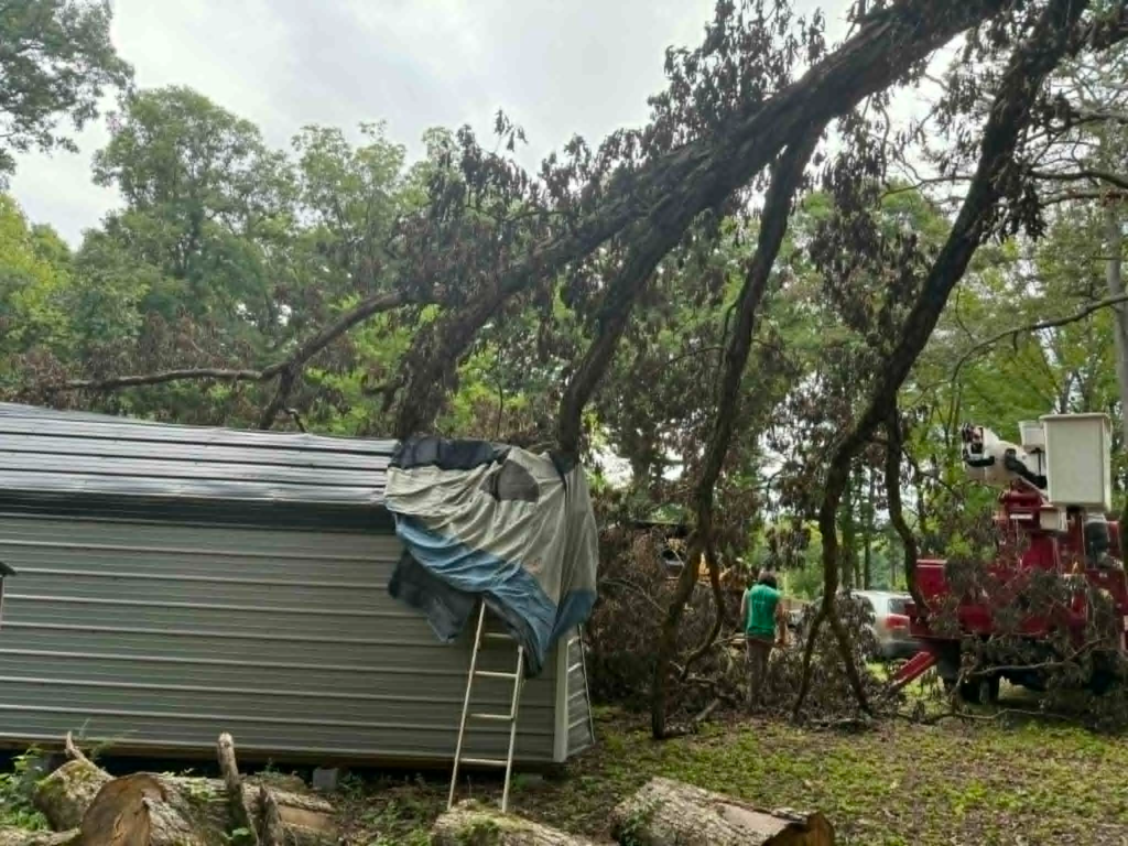 Large tree fallen directly onto building roof during storm requiring emergency tree removal – White's Tree Service Knoxville TN