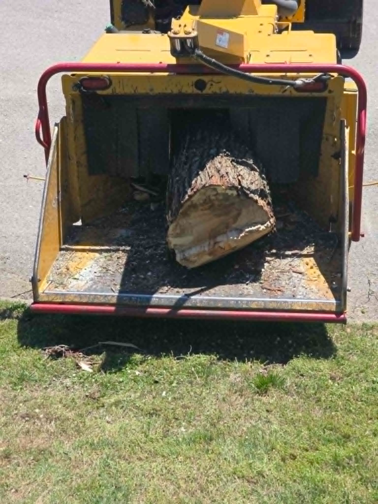Large rotten log being fed into yellow wood chipper during tree removal cleanup – White's Tree Service Knoxville TN