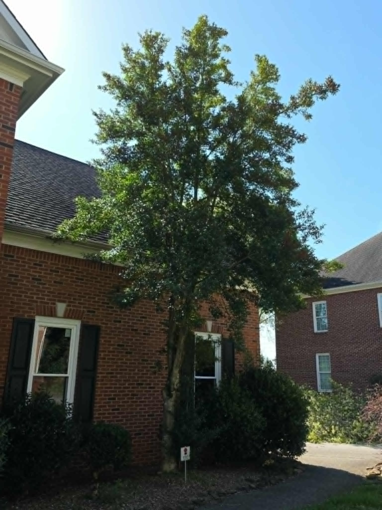 Large mature tree growing very close to brick residential home – tree assessment before removal or trimming Knoxville TN