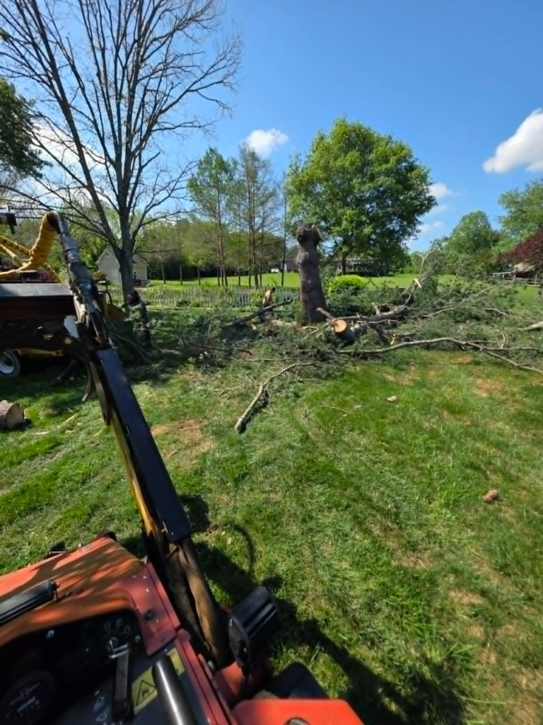 Pine tree removal in progress with all branches cut and stump still standing – White's Tree Service Knoxville TN
