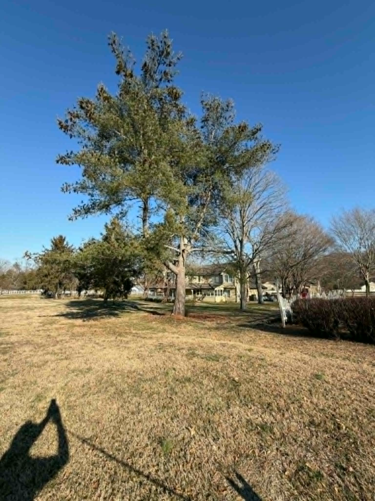 Large pine tree in residential yard before removal – White's Tree Service Knoxville TN