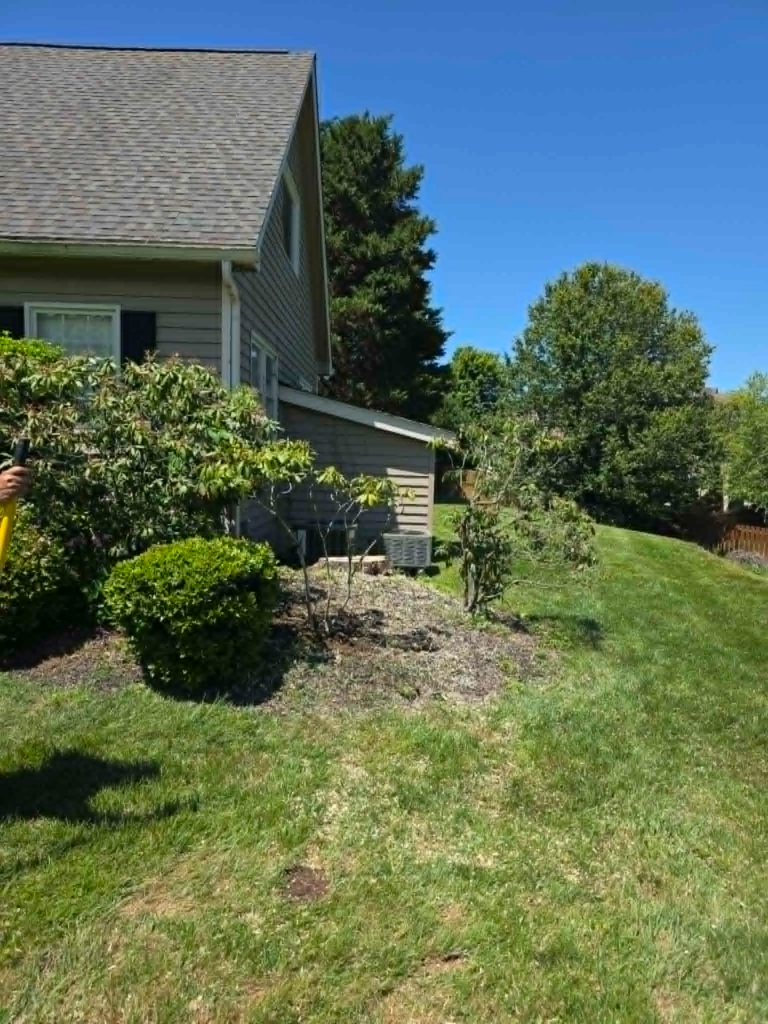 Residential yard with neatly trimmed shrubs and trees along house foundation in summer – White's Tree Service Knoxville TN