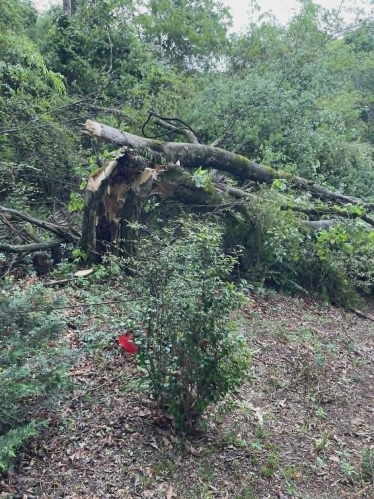 Large tree with storm-broken trunk and tangled branches before emergency removal – storm damage tree service Knoxville TN