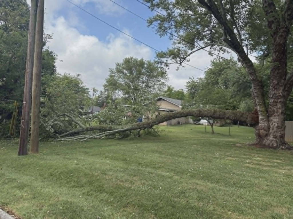 Storm-fallen tree stretched across full length of residential yard before emergency cleanup – White's Tree Service Knoxville TN