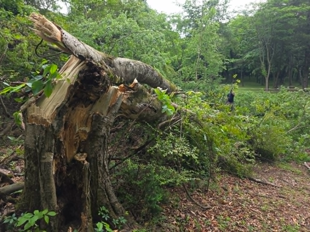 Close-up of storm-snapped tree with splintered broken wood and crew beginning removal in background – Knoxville TN