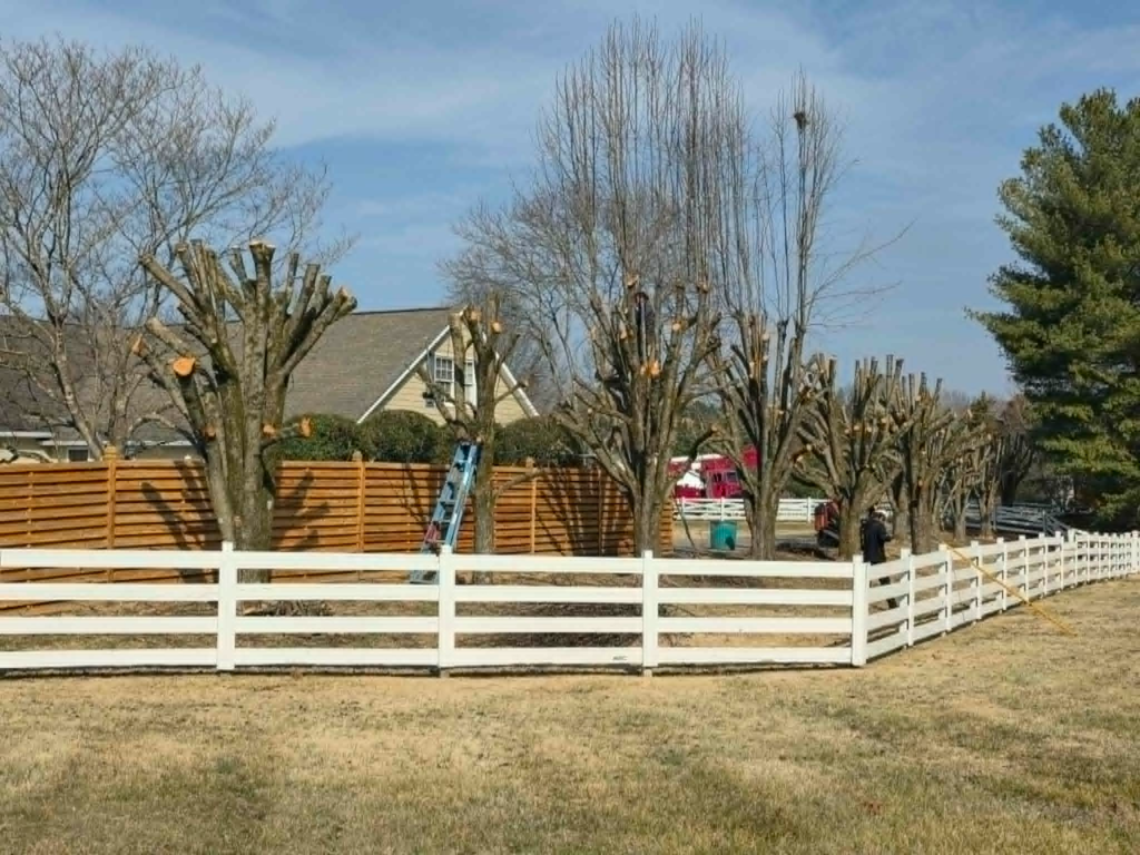 Row of trees with heavy crown reduction pruning along white fence line on residential property – White's Tree Service Knoxville TN