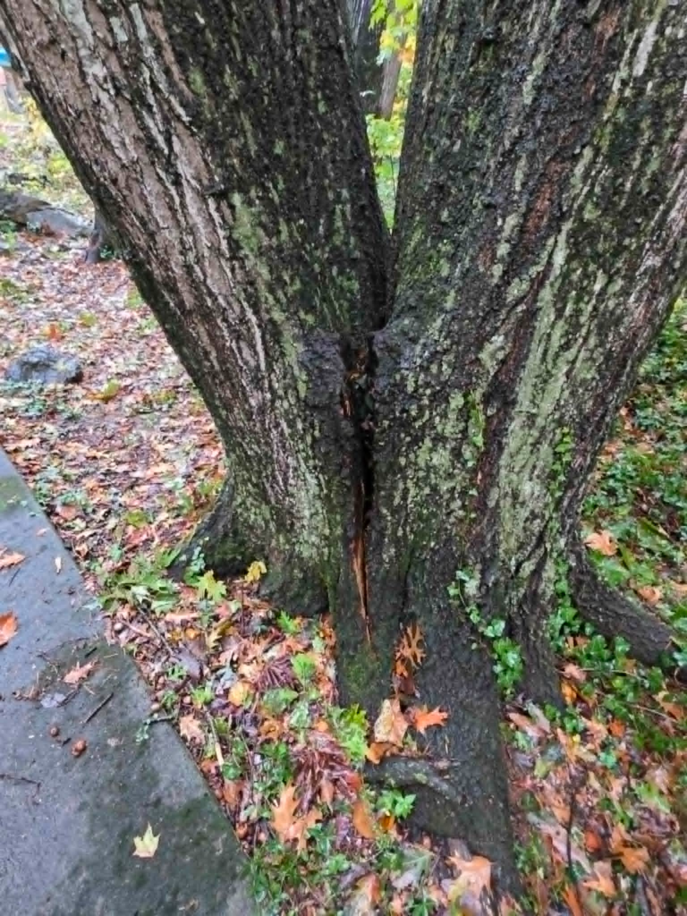 Large tree with dangerous co-dominant stem split and visible crack between trunks – tree risk assessment White's Tree Service Knoxville TN