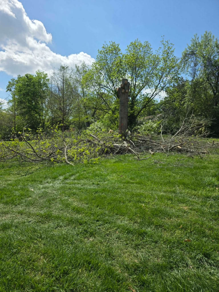 Tree stump remaining in yard after all branches and trunk sections removed during tree removal – White's Tree Service Knoxville TN