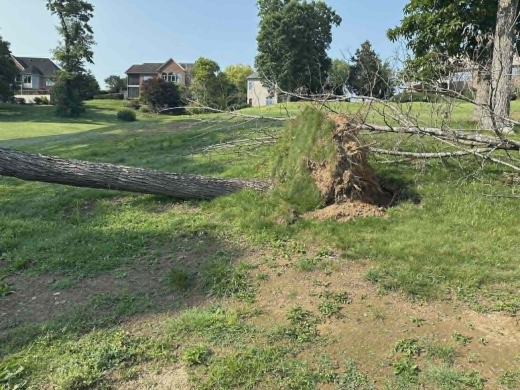 Completely wind-uprooted tree with large exposed root ball on residential lawn after storm – emergency tree removal Knoxville TN