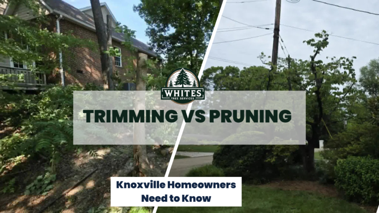 Tree-Trimming-vs-Pruning
