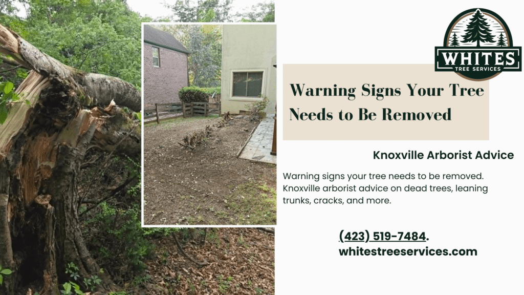 Warning Signs Your Tree Needs to Be Removed