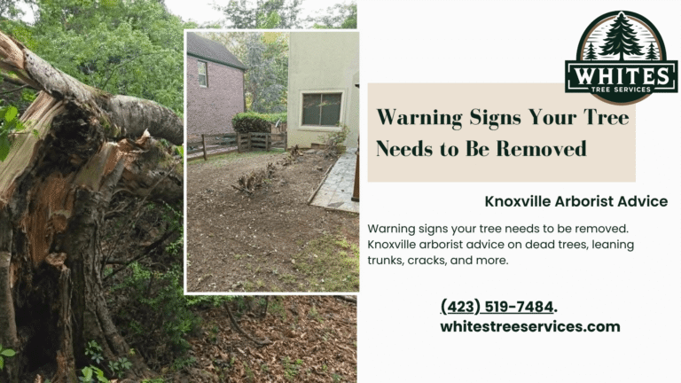Warning Signs Your Tree Needs to Be Removed