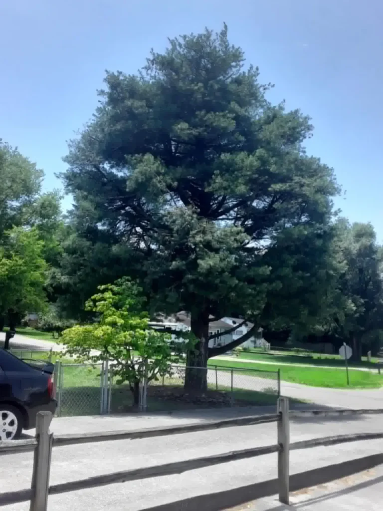 evergreen-tree-shaped-trimming-knoxville-front-yard