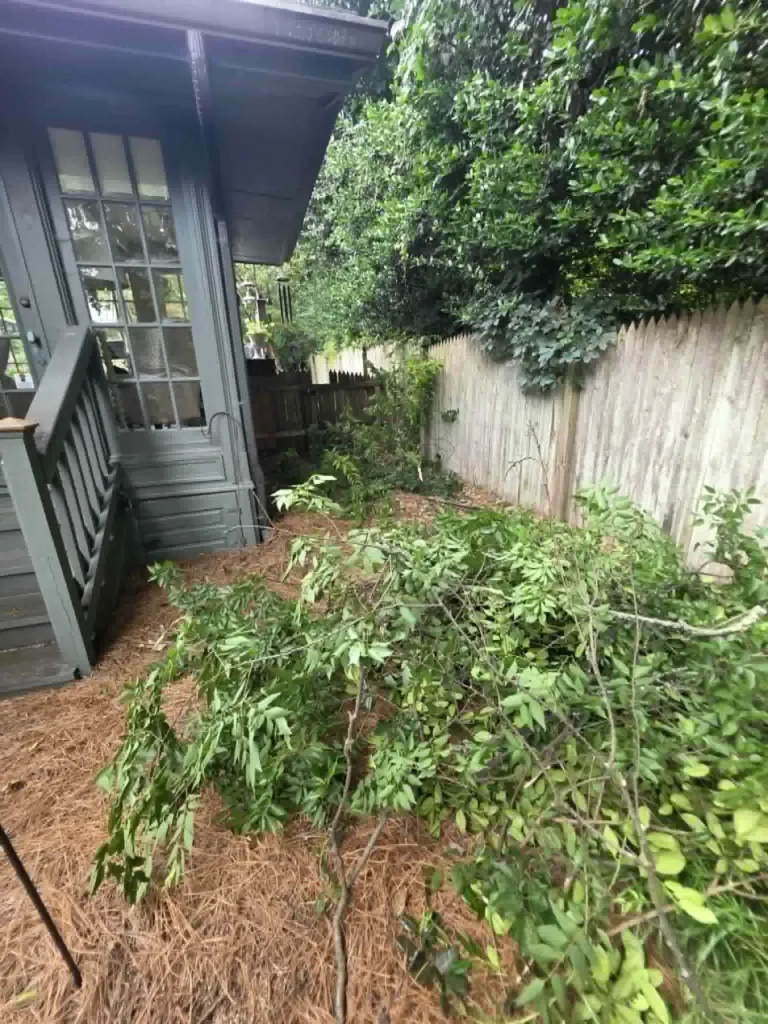 Hedge and shrub pruning debris cleanup in a Knoxville backyard near garden structure