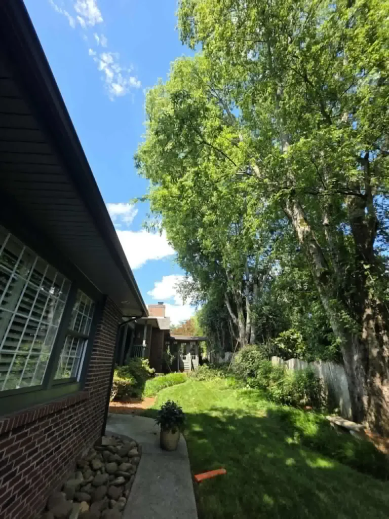 Large birch tree branches overhanging a brick home in Knoxville needing pruning