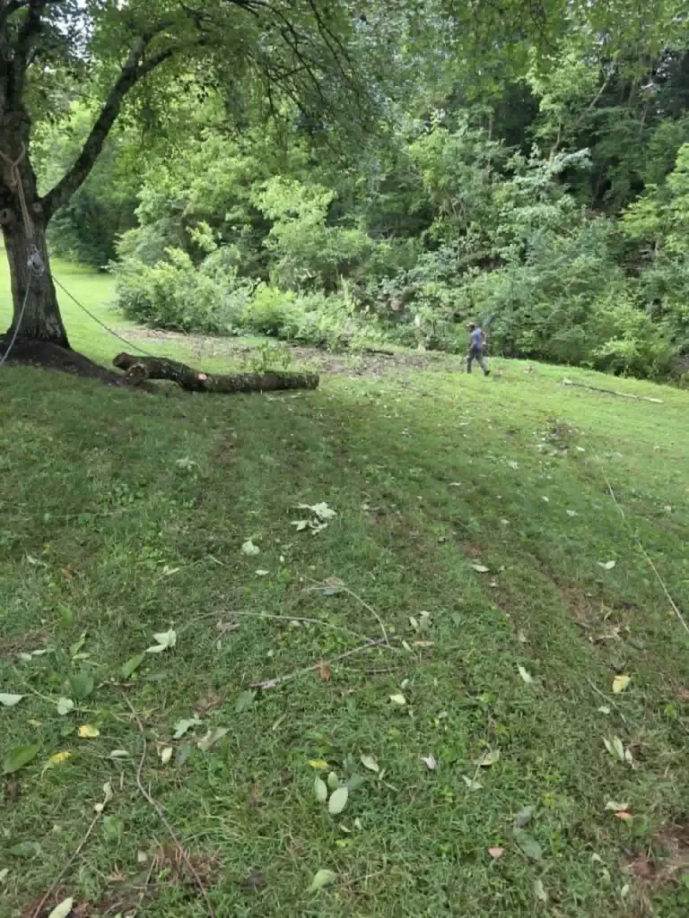 Whites Tree Services crew using rigging rope during professional tree pruning in Knoxville