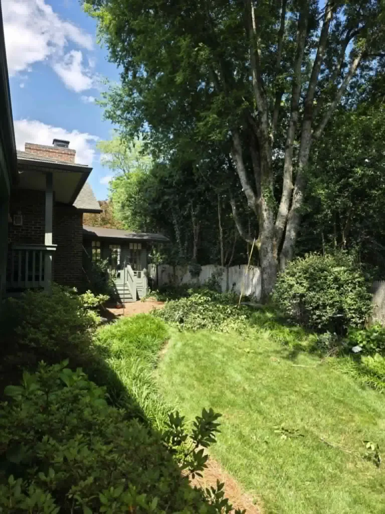 Mature river birch tree in a Knoxville side yard before structural pruning