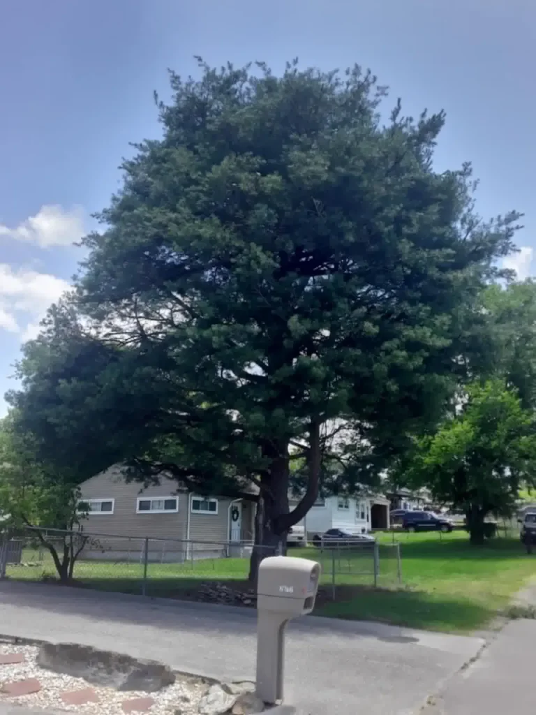 shaped-cedar-tree-front-yard-trimming-knoxville
