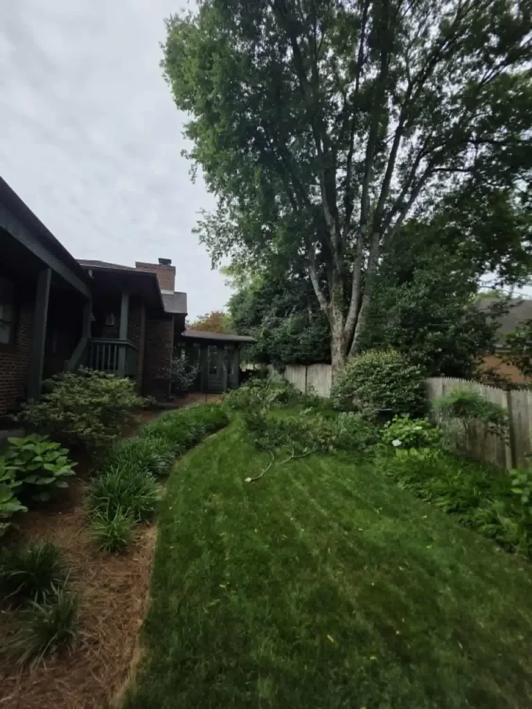 lean Knoxville side yard after professional tree pruning with mature shade trees