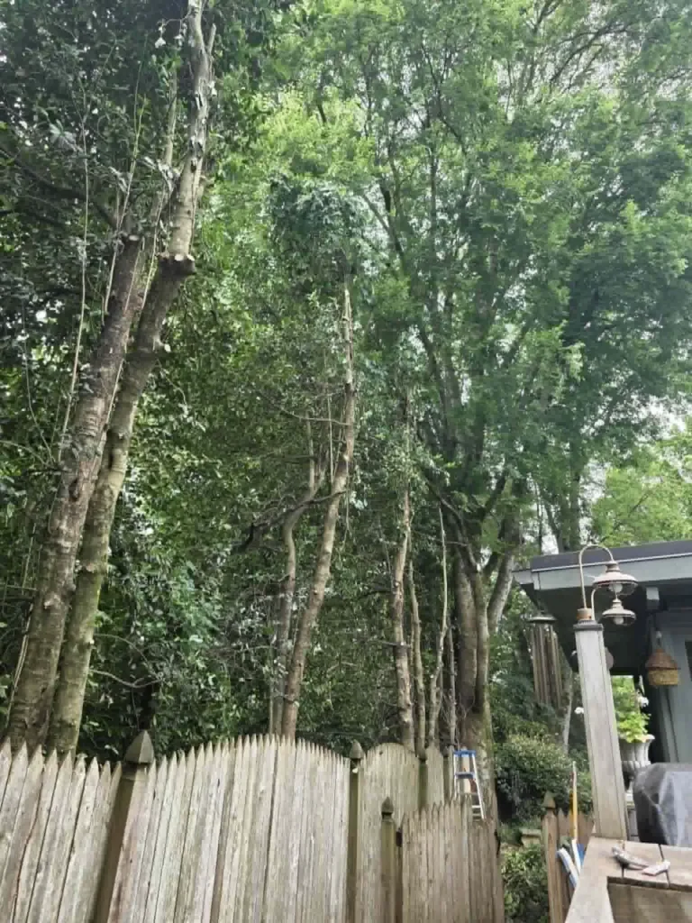 structural-pruning-overgrown-trees-fence-line-knoxville