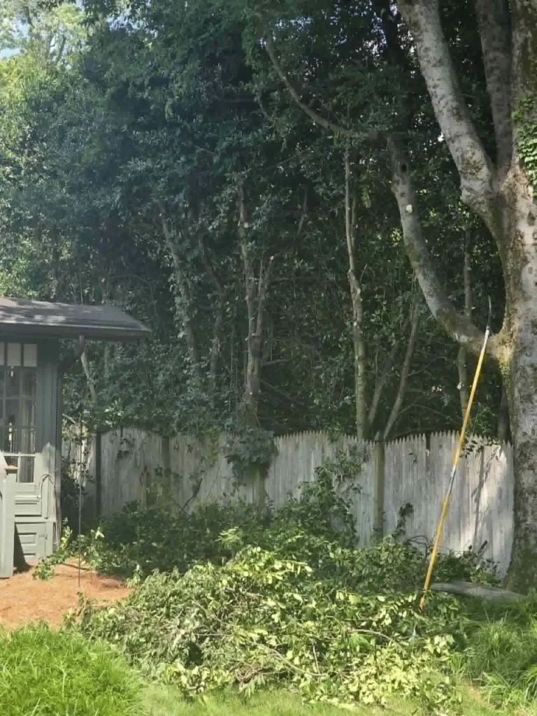 Active tree pruning job with pole pruner and cut branches in a Knoxville backyard