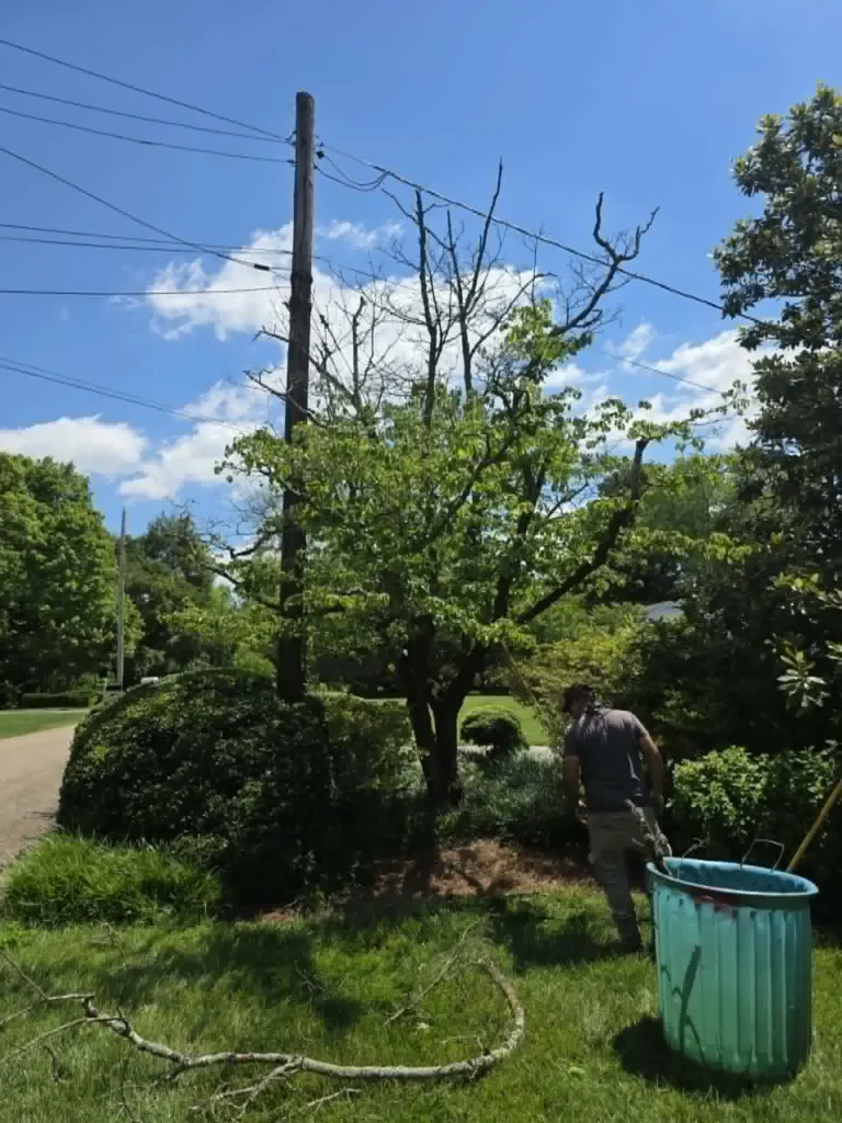 Whites Tree Services crew member cleaning up after tree trimming near power lines in Knoxville