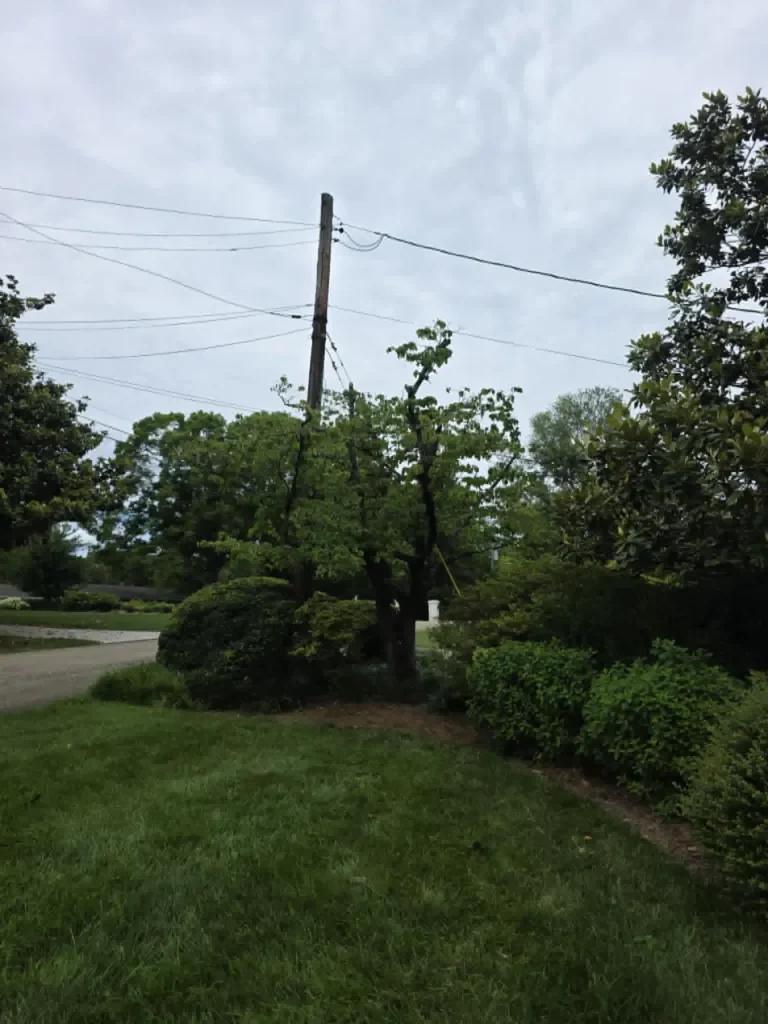 Tree trimming for utility line clearance in front yard along Knoxville street