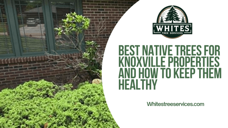 Best Native Trees for Knoxville Properties and How to Keep Them Healthy