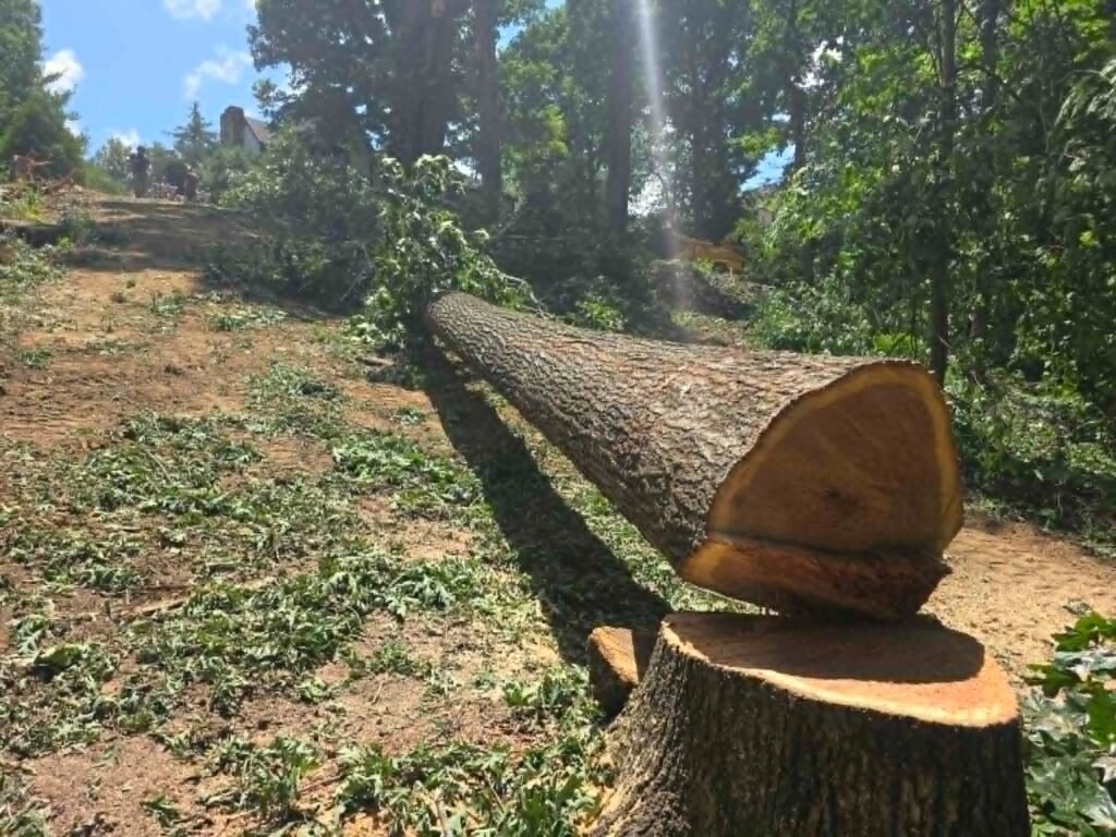 Close-up of a freshly cut tree stump and log during a Farragut land clearing project