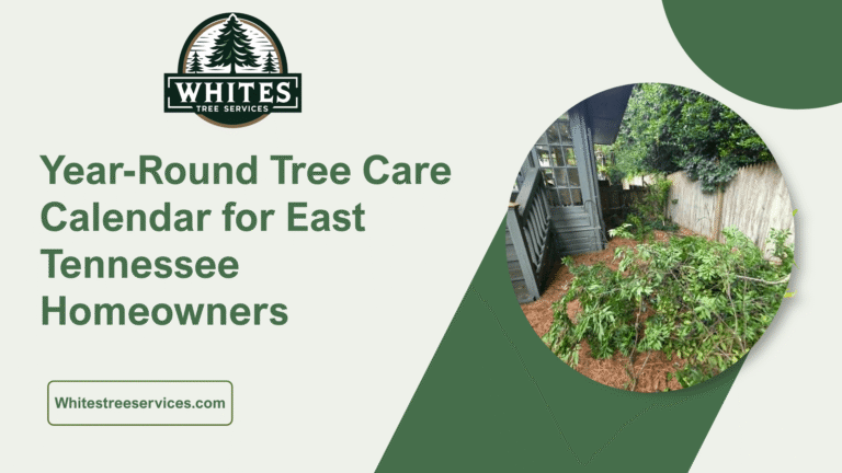 Year-Round Tree Care Calendar for East Tennessee Homeowners