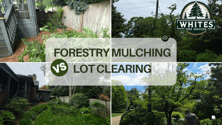 Forestry Mulching vs Lot Clearing: Which Method Fits Your Knox County Property?