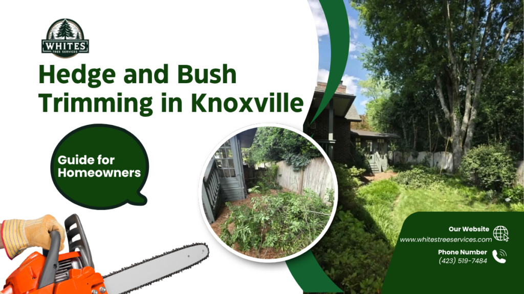 Neatly trimmed boxwood hedge along a home in Knoxville, Tennessee