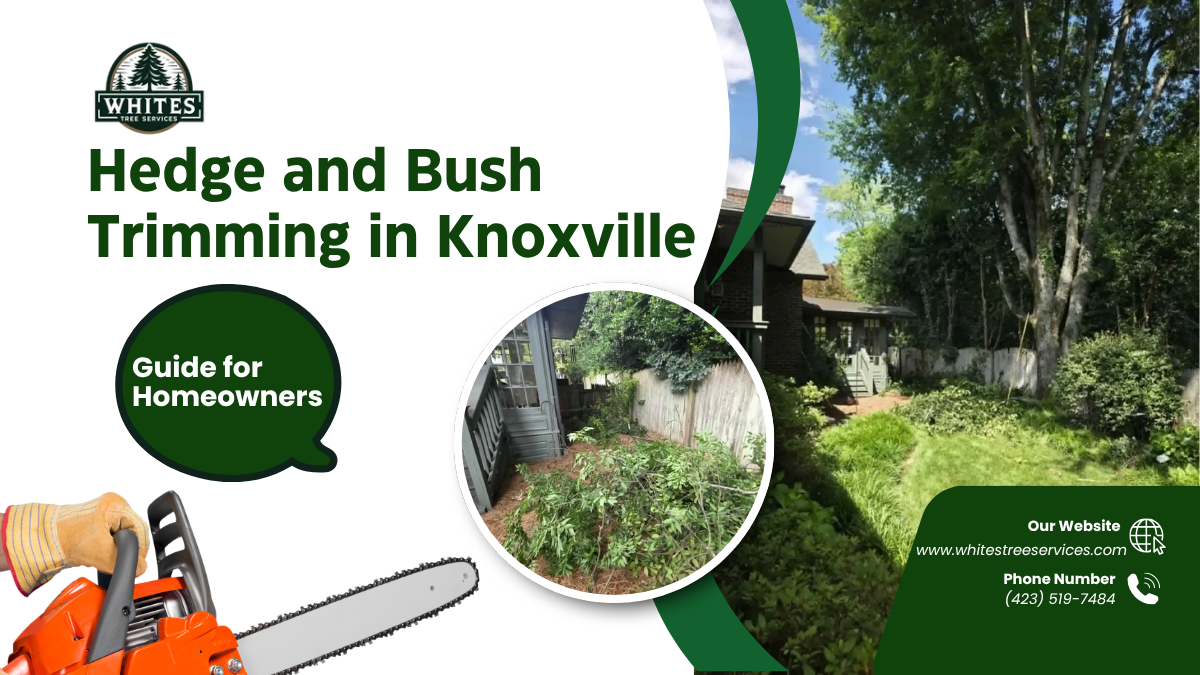 Neatly trimmed boxwood hedge along a home in Knoxville, Tennessee
