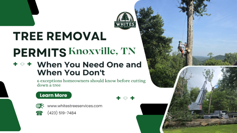 Backyard tree marked for removal on a residential property in Knoxville, Tennessee