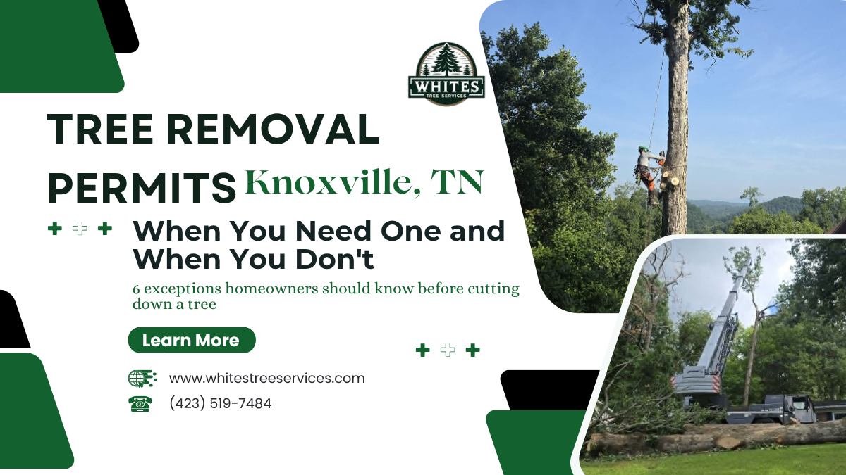 Backyard tree marked for removal on a residential property in Knoxville, Tennessee
