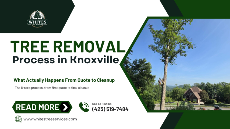 Tree removal crew cutting down a large tree in a residential Knoxville, Tennessee yard