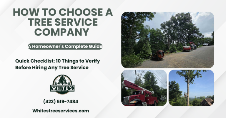How to Choose a Tree Service Company in Knoxville: A Homeowner’s Complete Guide